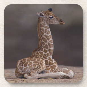 Set de 6 dessous de verre bébé girafe