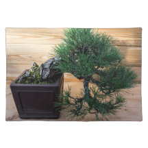 Bonsai de pin noir japonais
