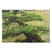 White Pine Bonsai Tree