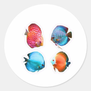 ​Set of 4 Vibrant Discus Fish Decals - Tropical Fr Classic Round Sticker