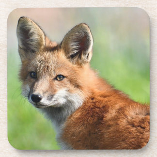 Set of 6 Fox coasters