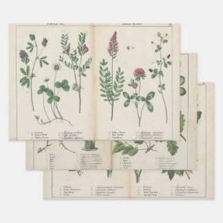 Set of three antique botanical art print  wrapping paper sheet