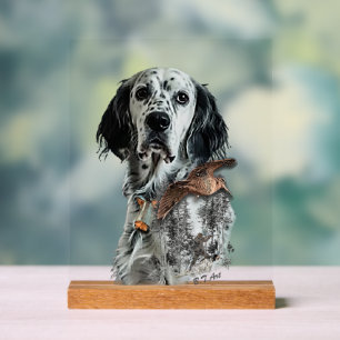 Setter anglais 