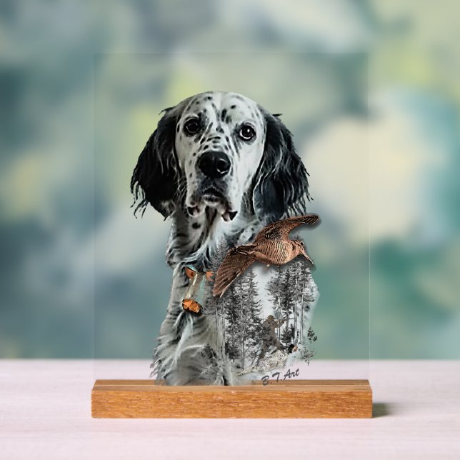 Setter anglais  (Neutre)