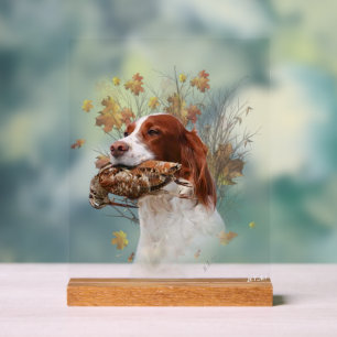 Setter anglais 
