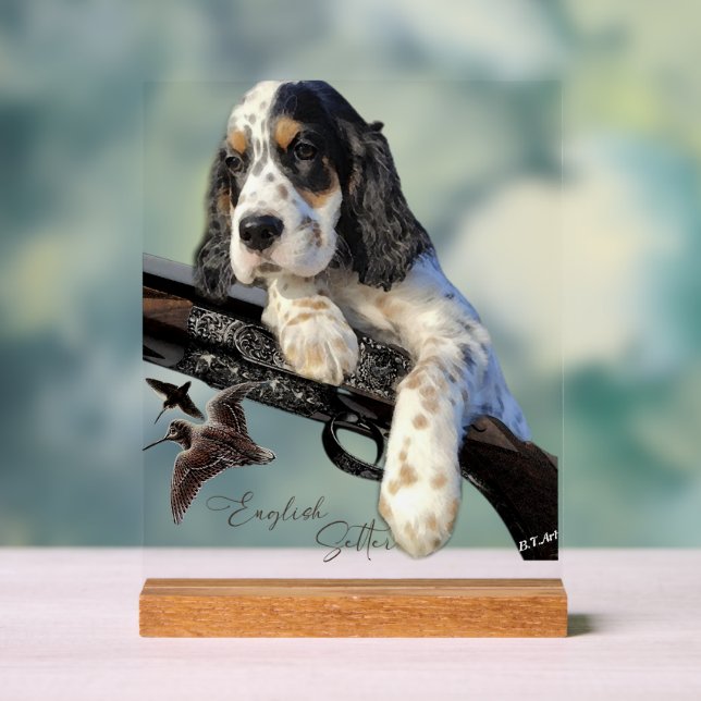 Setter anglais  (Neutre)