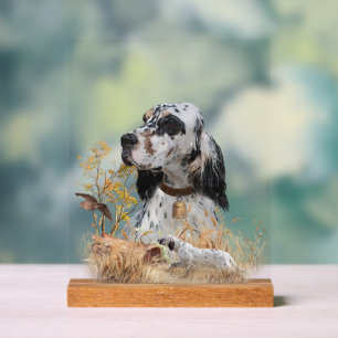 Setter anglais 