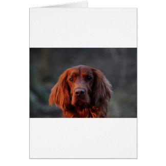 Setter irlandais