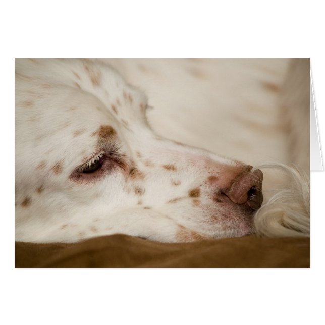 Setter Zen (Front Horizontal)