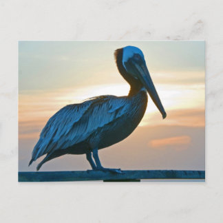 Seule carte postale de pélican