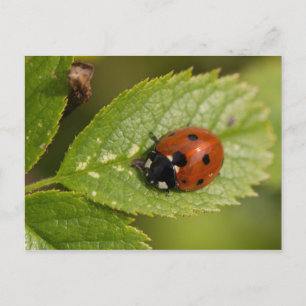Seven-spot Ladybird Postcard