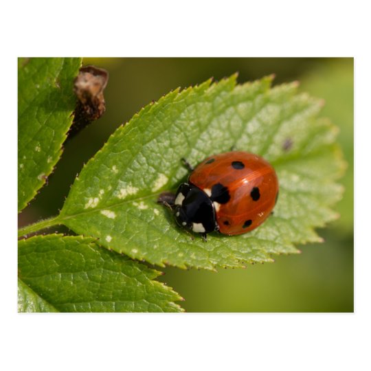 Seven-spot Ladybird Postcard
