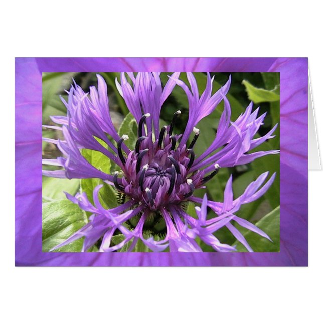 seventh chakra (Front Horizontal)