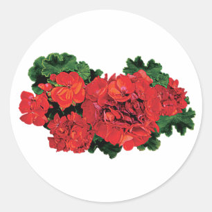 Several Red Geraniums Classic Round Sticker