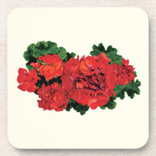 Several Red Geraniums Coaster