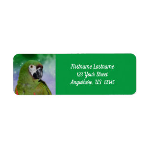 Severe Macaw Parrot Bird Adresse