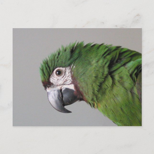 Severe Macaw Postcard (Front)