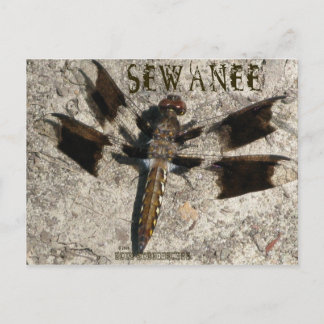 Sewanee Dragonfly - OlioStudios.com Postcard