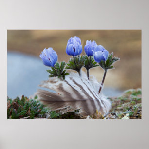 Seward Peninsula, Alaska, Arctic Wildflowers Poster