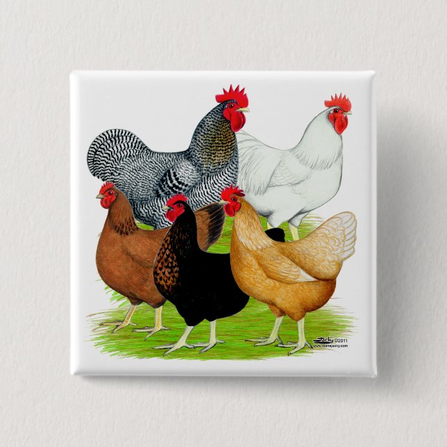 Sex-linked Chickens Quintet 2 Inch Square Button (Front)