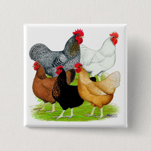 Sex-linked Chickens Quintet 2 Inch Square Button