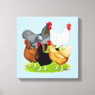Sex-linked Chickens Quintet Canvas Print