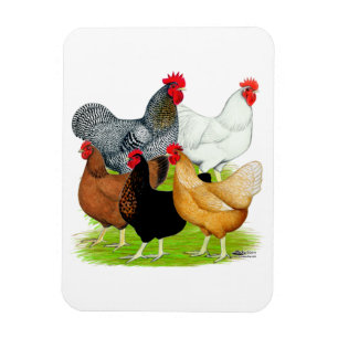 Sex-linked Chickens Quintet Magnet