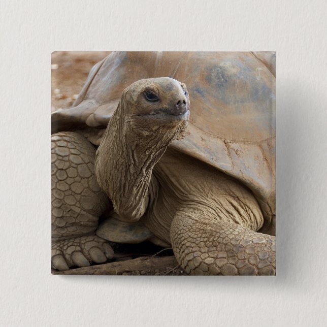 Seychelle Aldabran land tortoise 2 Inch Square Button (Front)