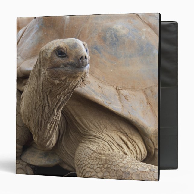 Seychelle Aldabran land tortoise Binder (Front/Inside)