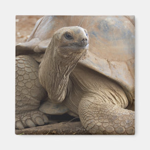 Seychelle Aldabran land tortoise Magnet