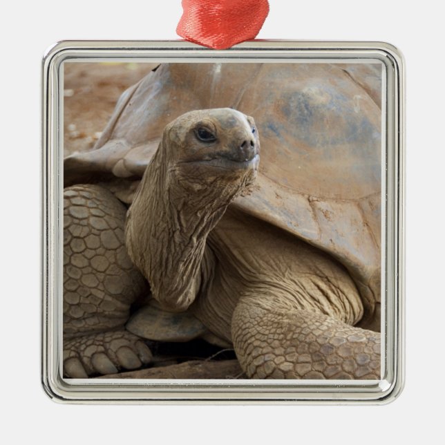 Seychelle Aldabran land tortoise Metal Ornament (Front)