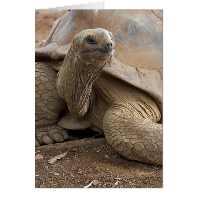 Seychelles Aldabran terre tortue (Devant)