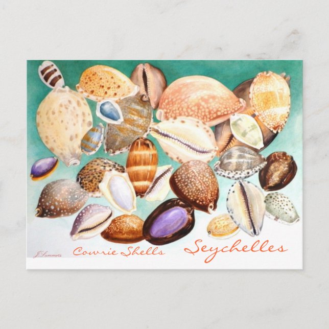 Seychelles Cowrie Shells Postcard (Front)