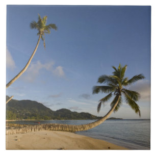Seychelles, Mahe Island, horizontal palm, Tile
