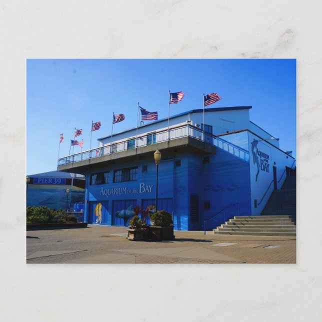 SF Aquarium of the Bay #4-2 Carte postale (Devant)