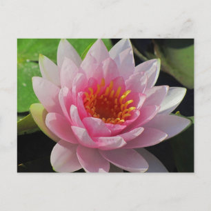 SG Lincoln, Nebraska pink water lily #1 01 Postcard