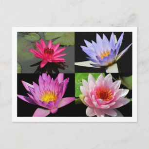 SG Nénuphar Collage Carte postale #2n 2200