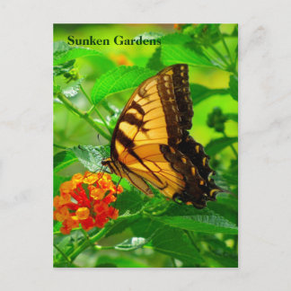 SG Yellow Swallowtail Postcard #245N 0245