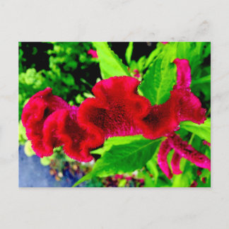 Sgantzos Cockscomb Celosia Cristata Postcard