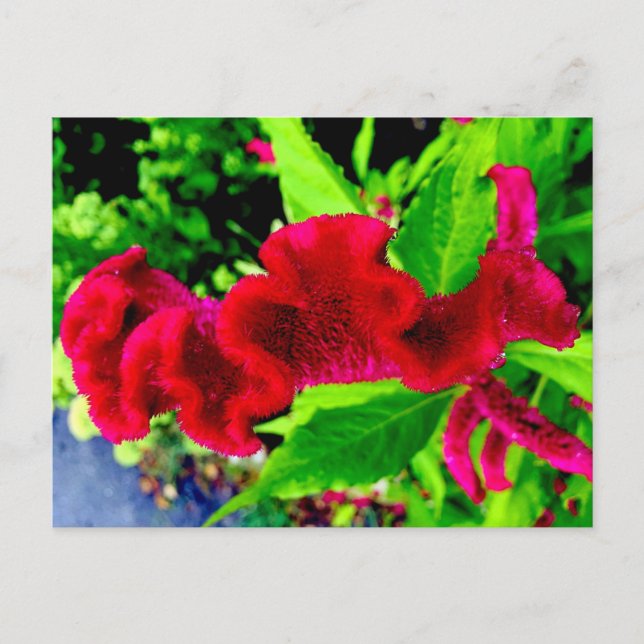 Sgantzos Cockscomb Celosia Cristata Postcard (Front)