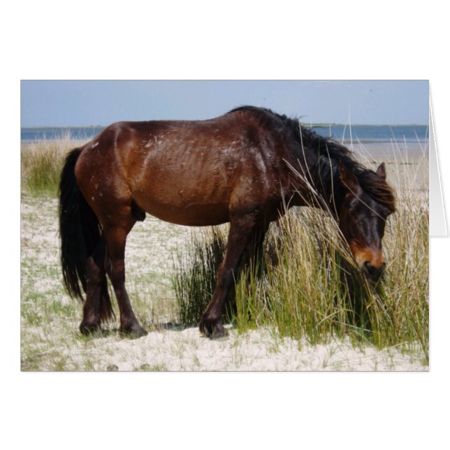 Shackleford Bank WIld Horse Blank Card (Front Horizontal)