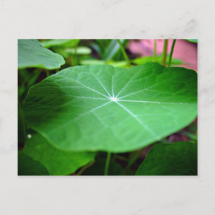 Shaddy Nasturtium leaf Postcard