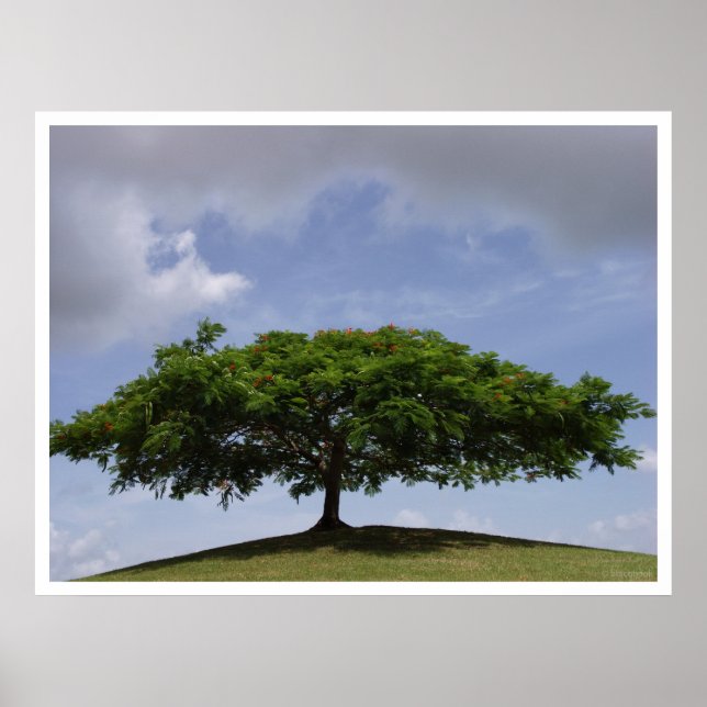 shade poster (Front)