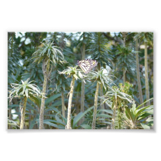 Shaded Spectator Photo Print