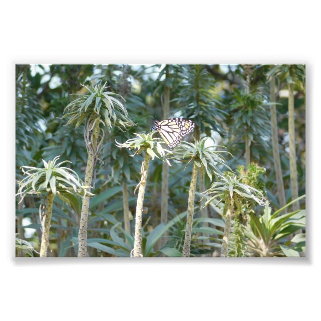 Shaded Spectator Photo Print (Front)