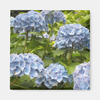 Shades of Blue Hydrangeas Magnet