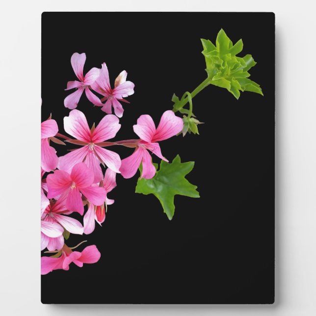 shades of pink on black plaque (Front)