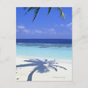Shadow of Palm Tree Postcard