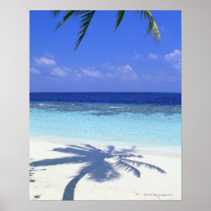 Shadow of Palm Tree Poster