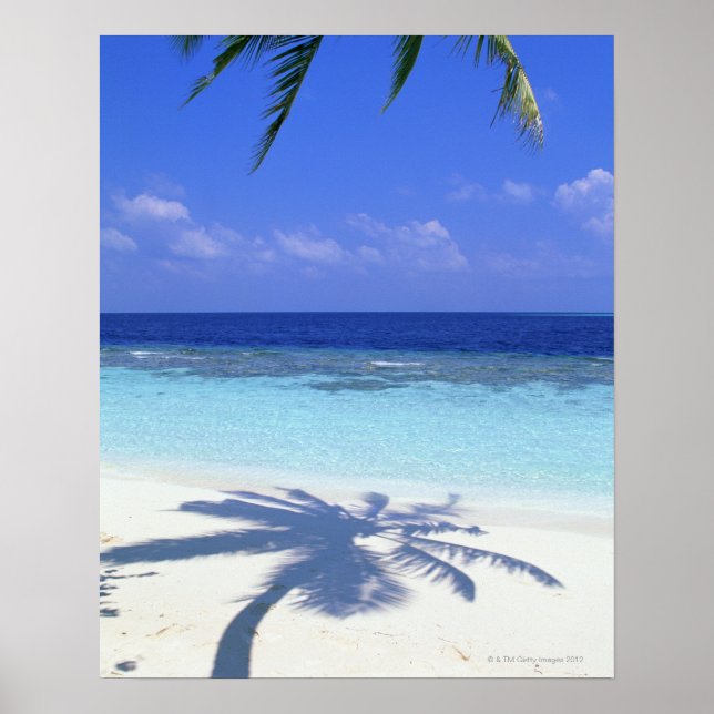 Shadow of Palm Tree Poster (Front)